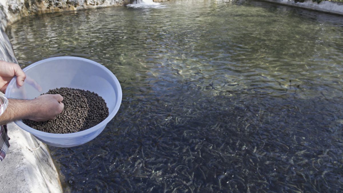 The Ultimate Guide On How To Start Fish Farming